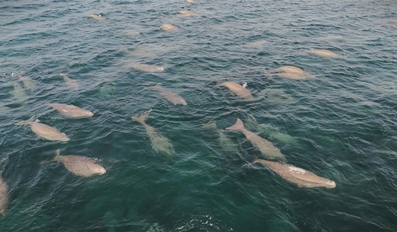 Dugongs